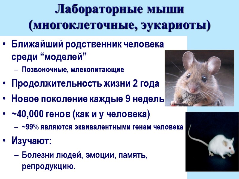 Лабораторные мыши (многоклеточные, эукариоты) Ближайший родственник человека среди “моделей” Позвоночные, млекопитающие Продолжительность жизни 2